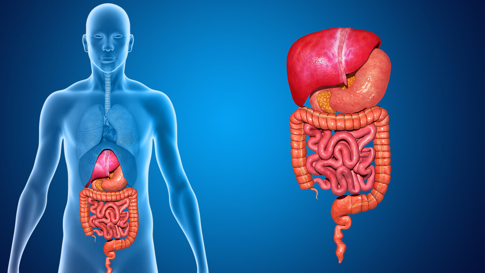 10,547 Gastroenterology Images, Stock Photos, 3D objects, & Vectors |  Shutterstock